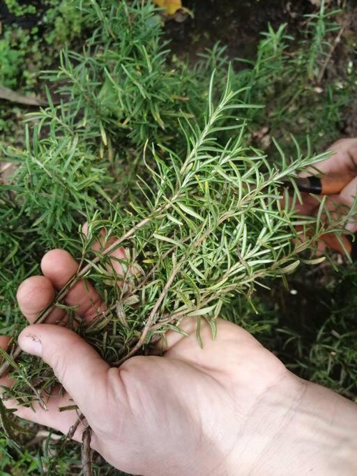 Granja Los Campesinos Monteverde Εξωτερικό φωτογραφία