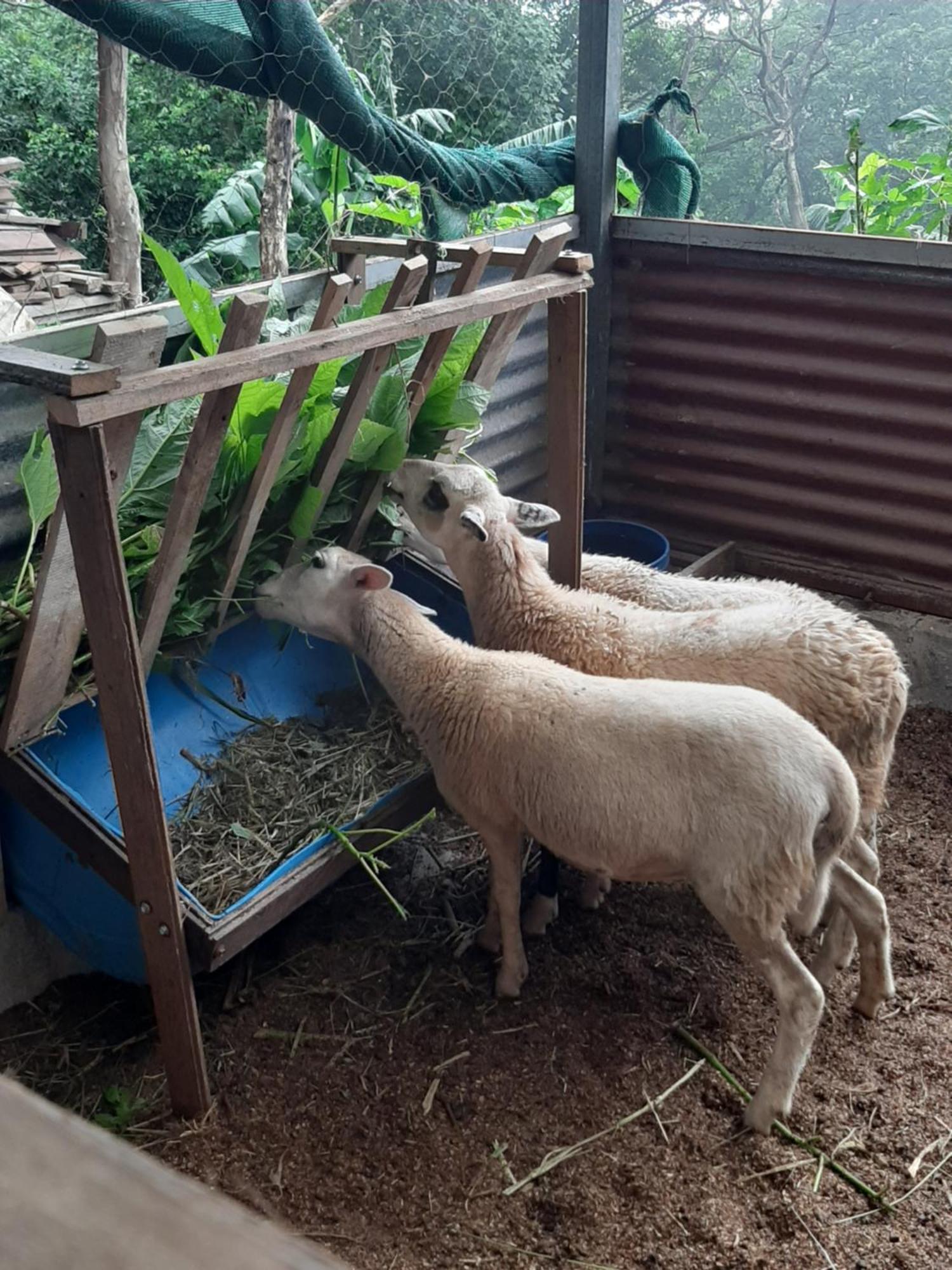 Granja Los Campesinos Monteverde Εξωτερικό φωτογραφία